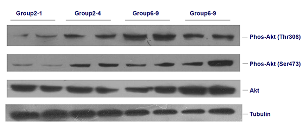 ӡ(Western Blot)ʵ鼼